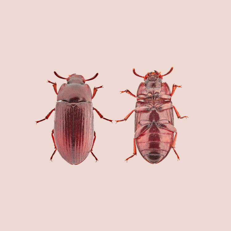 Adsız (750 x 750 piksel) - 6
